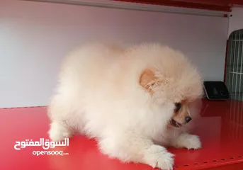  8 Imported Pomeranian Puppies
