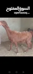  9 بسم الله الرحمن ارحيم معز فل لحم وسن صغير ضحايه
