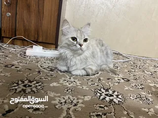 5 قطه شيرازي غير معقمه