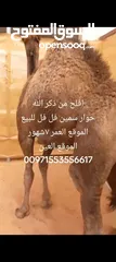  4 جمل صغير عمر 7شهور