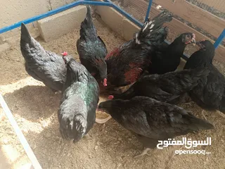  1 جاج اسباني