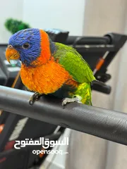  4 فرخ لوري زق بالأيد بدايه فطام اليف هادي جدا حجم وصحه ماشاء الله تبارك الرحمن الله يبارك لصاحب النصيب