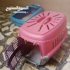  2 بيع قطه شيرازي مع ملحقاتها كاملة