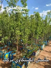  25 مشاتل الرويال لزراعه ومتابعه الاشجار