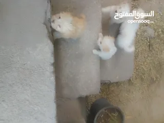  4 جراوي للبيع بني وبيض