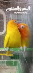  2 طيور روز وفشر وحب القراء الوصف تفاصيل اسعار حرق⁦ zzzzzzzzzzzzzzzzxxxxxxxxxxhbbbnnnbbbbbbbbbbbbbbbbbb