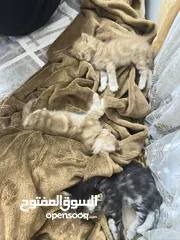  1 قطط موليد ام هيمالايا مجاناً للجادين فقط