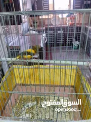  2 جوز كنار مخاليف