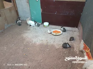  1 ارانب للبيع