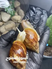  8 حلزون افريقي(البينو) تايغر ونورمال  بعمر السنة قادر على انتاج البيض وبعمر التسع أشهر