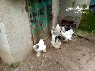  2 بيت دجاج براهيم وباكستاني