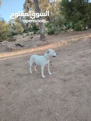  2 للبيع نثى بتبل