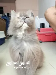  23 Persian cat