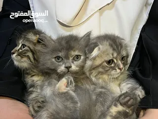  2 قطط سكوتش فولد مكس للبيع عدد 2 ذكر 1 انثى