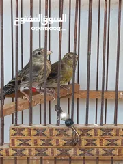  2 فراخ بندوق حسون للبيع