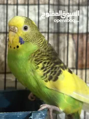  5 عصافير حب للبيع