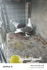  12 11 جوز مساويد، كشامره هومرات محيرات بواز مزهورات اسطنابله