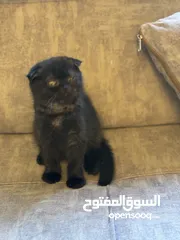  12 سكوتش فولد وستريت فل بيرو بسعر مناسب جدا