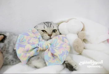  10 Scottish fold and Straight kittens