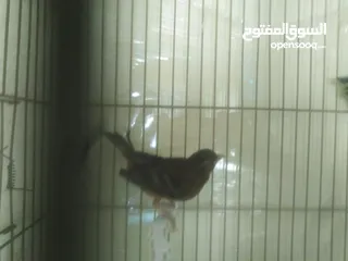  3 طيور كناري لون مخملي  للبيع المستعجل ( اقرأ الوصف جيدا )