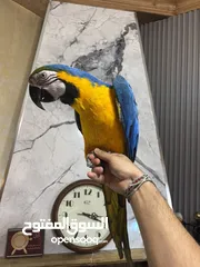  1 ببغاء مكاو أليف جدا