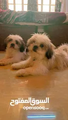  3 كلاب شيتزو للبيع ذكر وانثي