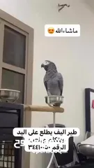  2 يتكلم وايد كلام