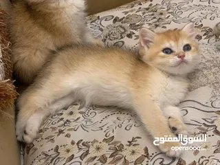  2 سكوتش ستريت بيور نظيف جدا