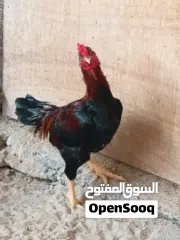  2 An foreigner Breed:  Fighter Chicken With Great Muscles...