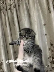  2 للبيع: قطة أنثى سكوتش فولد مكس شيرازي – عمرها شهر قطه سكوتش فولد مكس شيرازي