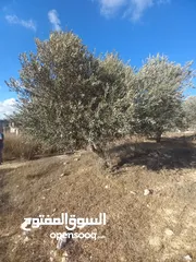  5 أرض مساحة 660 متر مطلة وعالية للبناء في ابو شخيدم