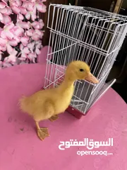  3 بطه اليفه تربايه بيت
