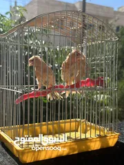  3 طيور كنار نخب
