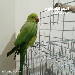  1 طير درة للبيع
