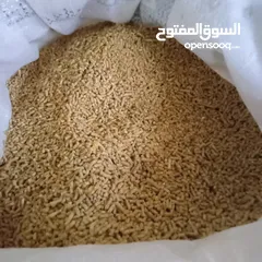  3 صوص دجاج بلدي صحراوي نخب ما شاء الله العمر 17 يوم ماخذ جميع المطاعيم والفيتامينات