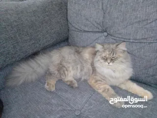  2 قطه سكتش فولد للبيع