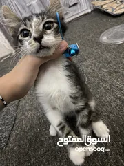  1 قطط للبيع 15