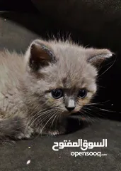  3 قطط 4 سكوتش فولد بيه مجال