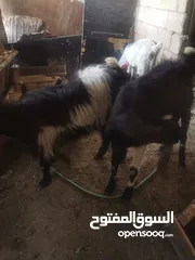  3 جديان للبيع