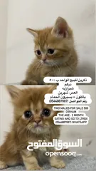  1 قطط Cat