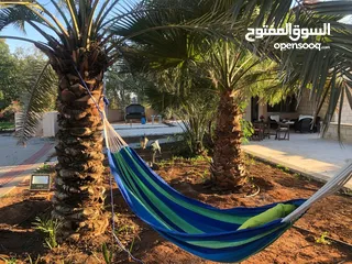  11 مزرعة في الشونة الجنوبية / غور نمرين - ref: 12165