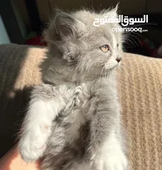  3 لونا النوع شيرازي هملايا انثى عمر شهرين