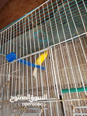  4 كاري واحد هوزو فحل وطيره مقمره بلديه راس خرزه