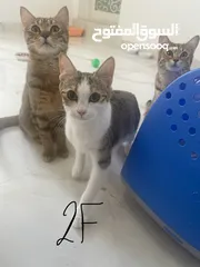  3 Short hair cats for adoption / قطط للتبني