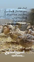  1 طيور سمان جاهز للذبح