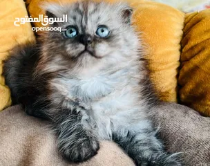  3 قط للبيع فقط اي قط. 1200