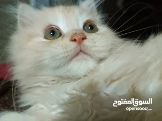  12 بريتش ريد اطراف قصيره لون اشقر شعر طويل وهمالايا تشوكلت بلو بوينت شعر طويل العمر شهرين ونص