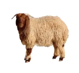  1 لحام جزار اضاحي متنقل ... ذبح ... سلخ ... تقطيع