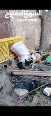  6 فراخ بلدي عمر شهرين واسبوع مطعمات جميع التطعيمات صحه ونظافة وحجم
