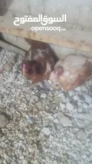  13 دجاج بكستاني